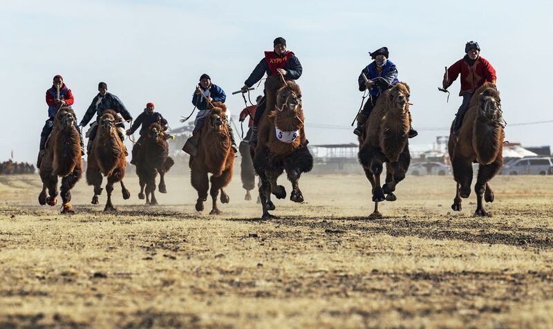 Mongolian camel winter festival Mongolian camel winter festivalphoto preview