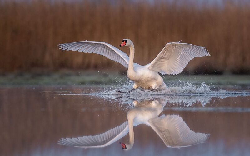 Łabędź niemyphoto preview