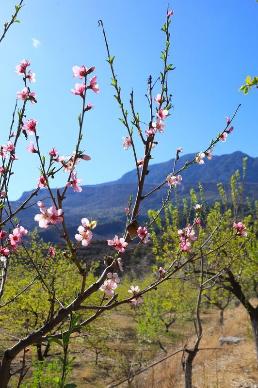 Кавказ, музей, Тетис, Дагестан, Унцукуль  Весна в Дагестанеphoto preview