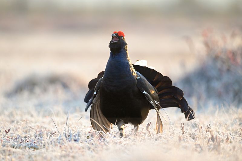 тетерев, grouse, fight, nature, bird, birdwatching, битва, ток, природа, птицы, Ярославль, крылья, взмах, полет, крики, wings, flight Самый сильныйphoto preview