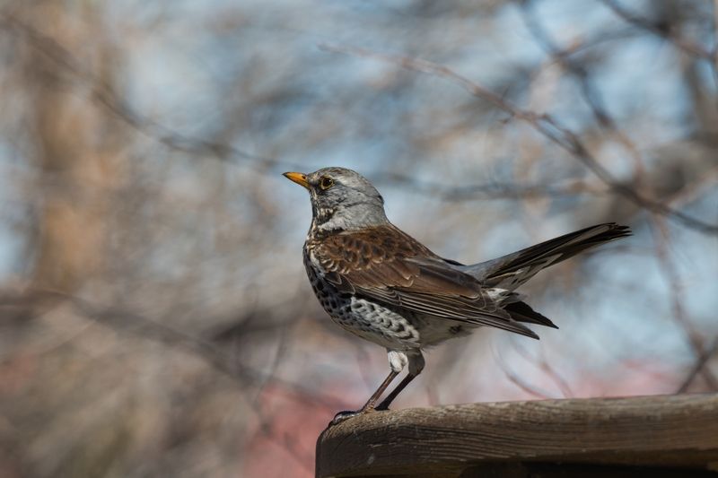 Солистphoto preview