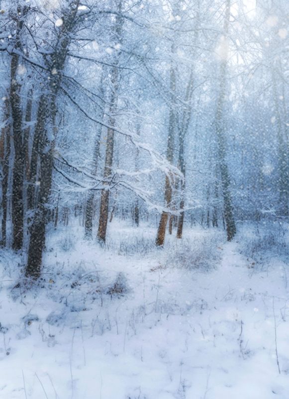 пейзаж, landscape, nature, природа, зима, winter, снег, snow, лес, forest ***photo preview