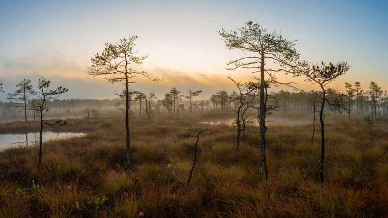 Болотные сосныphoto preview