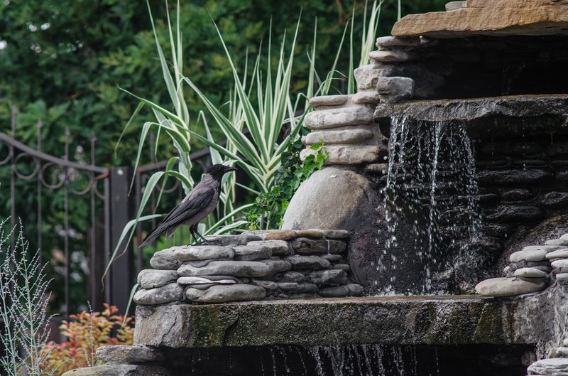 Ворона у водопада фото превью