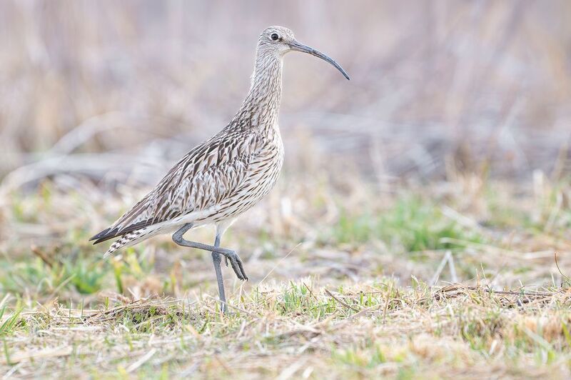 кроншнеп. Большой кроншнеп.photo preview