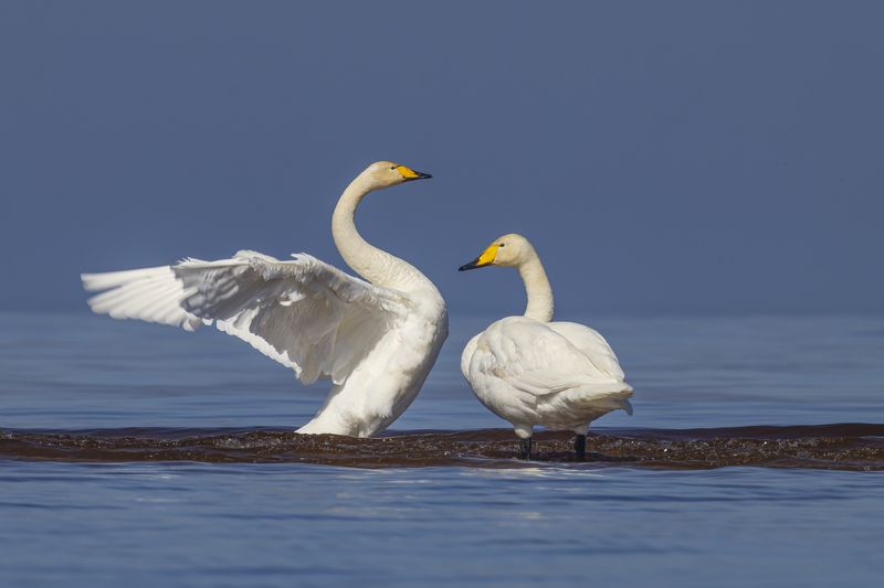 лебедь кликун, лебедь, лебедь-кликун, птицы Лебеди кликуныphoto preview