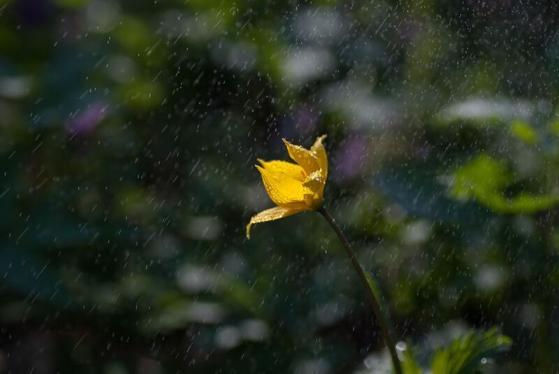 Тюльпан Биберштейнаphoto preview