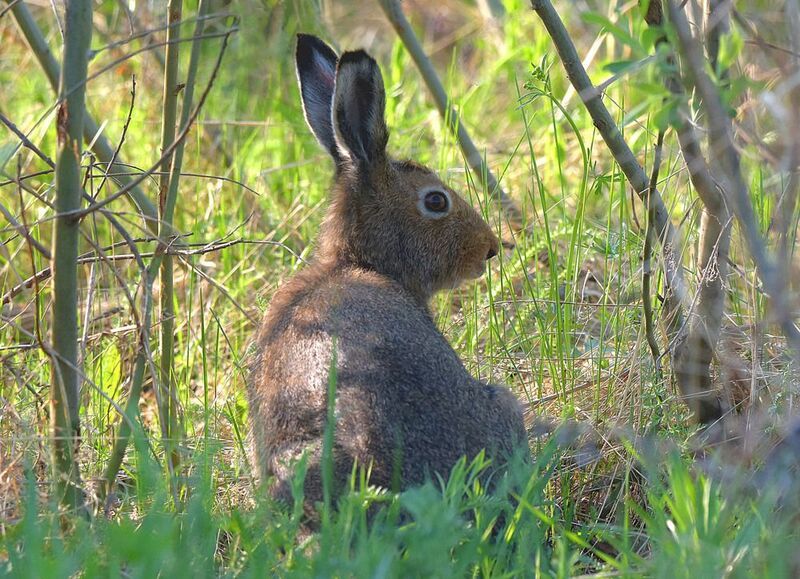 А на дворе был месяц май.photo preview