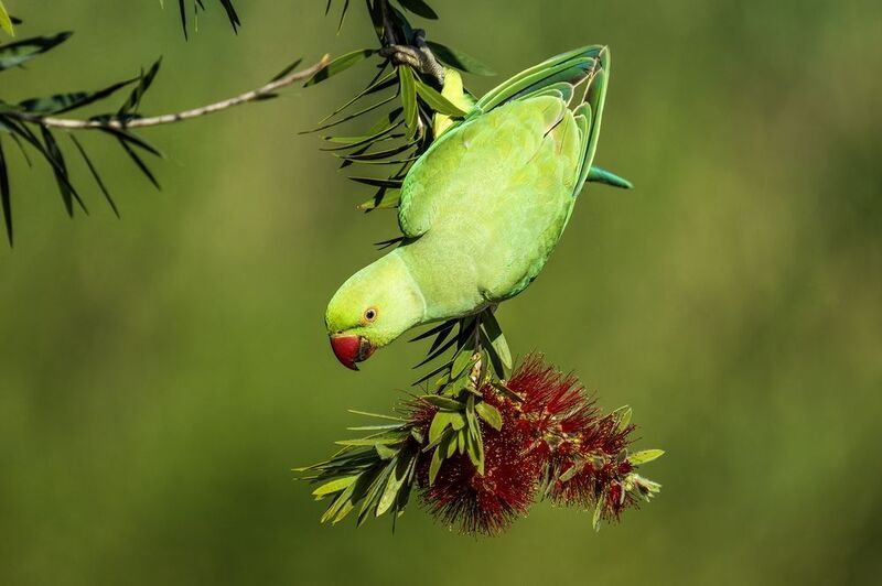 Индийский кольчатый попугай.photo preview