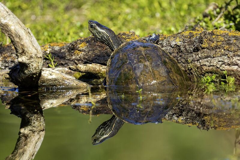 Западная каспийская черепаха.photo preview