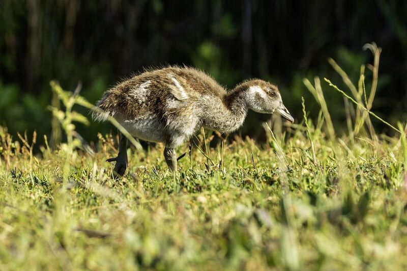 Нильский гусь.photo preview