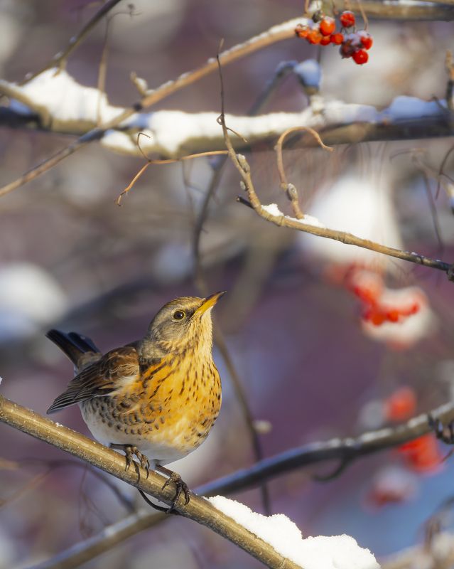 рябинник, дрозд, птицы Рябинникphoto preview