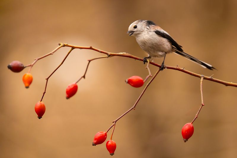 Long-tailed Tiphoto preview