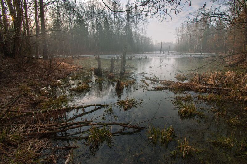 Весна на болотеphoto preview
