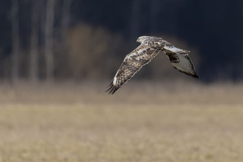 канюк, мохноногий канюк, зимняк, птицы Зимнякphoto preview