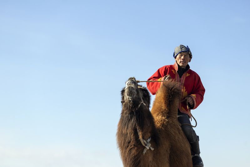 Mongolian camel winter festival Mongolian camel winter festivalphoto preview
