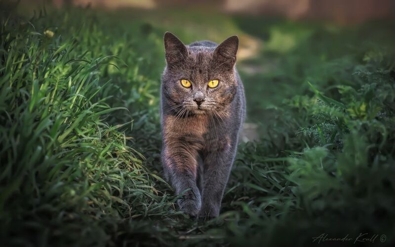 кот, серый, охотник На мягких лапахphoto preview