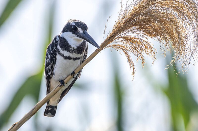 Pied kingfisher  малый пегий зимородок  фото превью