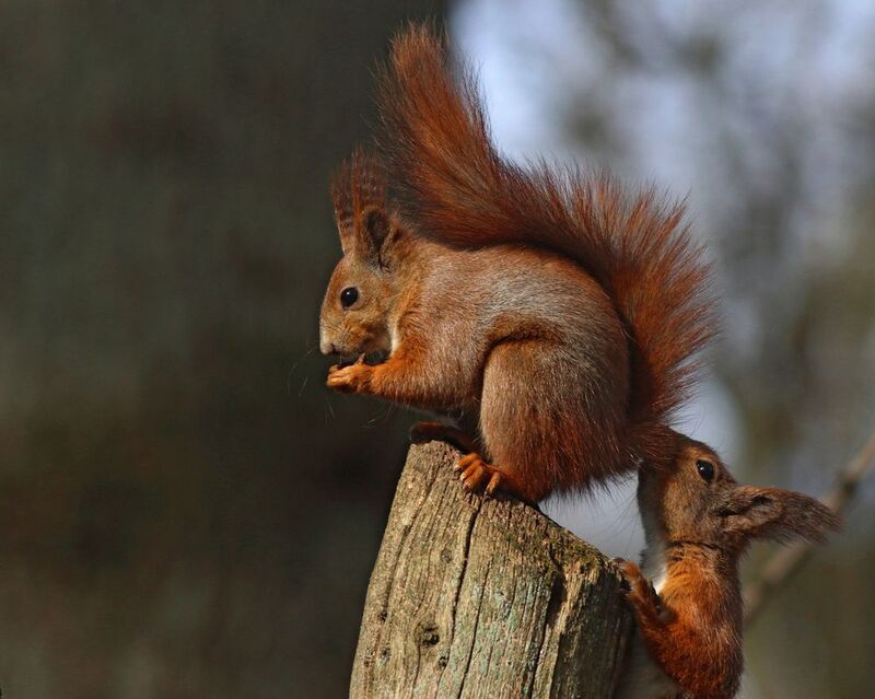 обыкновенная белка, белка, sciurus vulgaris, red squirrel, парк имени макса ашманна Весеннее настроениеphoto preview