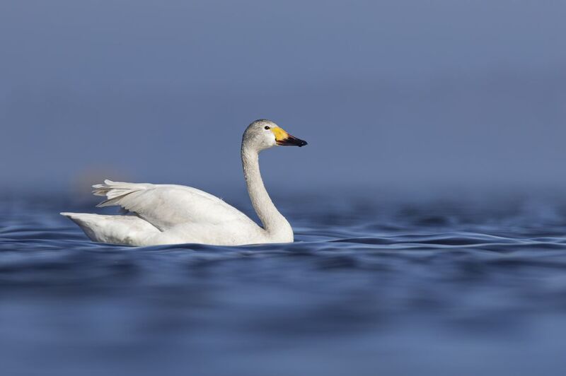 тундровый лебедь, малый лебедь, лебедь, птицы Тундровый лебедьphoto preview