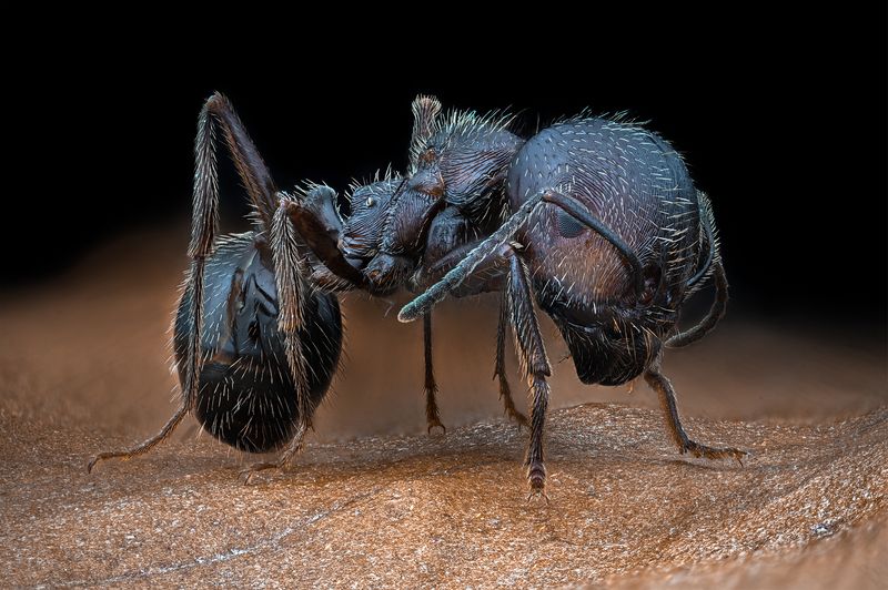 ceclii, macro  фото превью