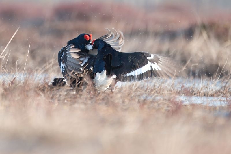 тетерев, grouse, fight, nature, bird, birdwatching, битва, ток, природа, птицы, Ярославль, крылья, взмах, полет, крики, wings, flight Атакаphoto preview