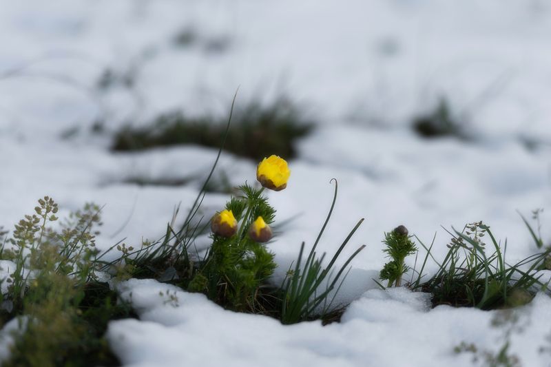 Весеннееphoto preview