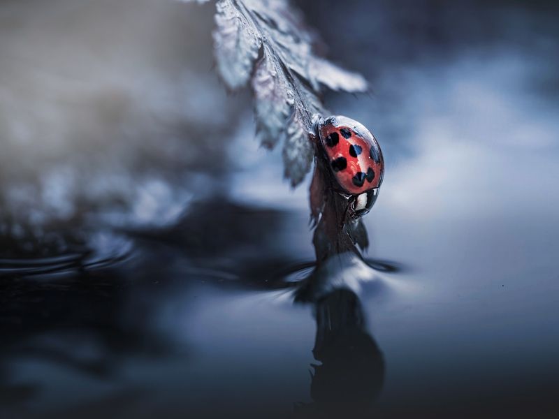 *** фото превью