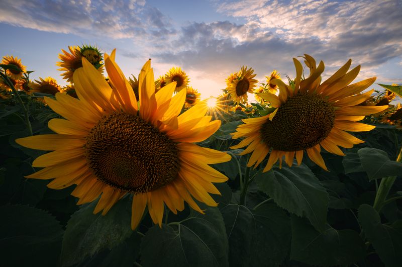 sunflower, nature, summer, yellow, outdoors, rural, flower, sun, beauty, green, sunlight, leaf, petal, close-up, blue, landscape, sunset, пейзаж, закат, лето, подсолнух, солнце, природа, небо Солнцеphoto preview