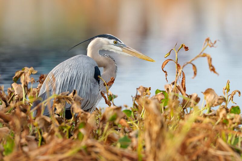 птица, фотоохота, цапля, природа, фауна Большая голубая цапляphoto preview