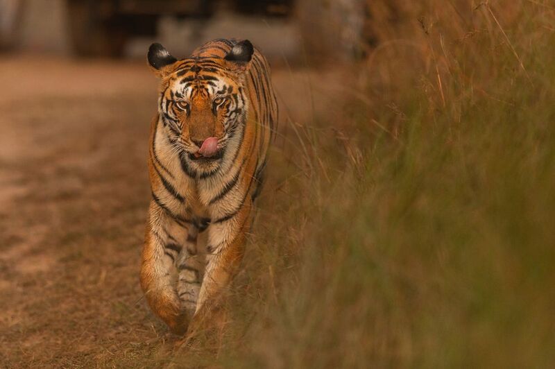 When Delicious Meal waits.......photo preview