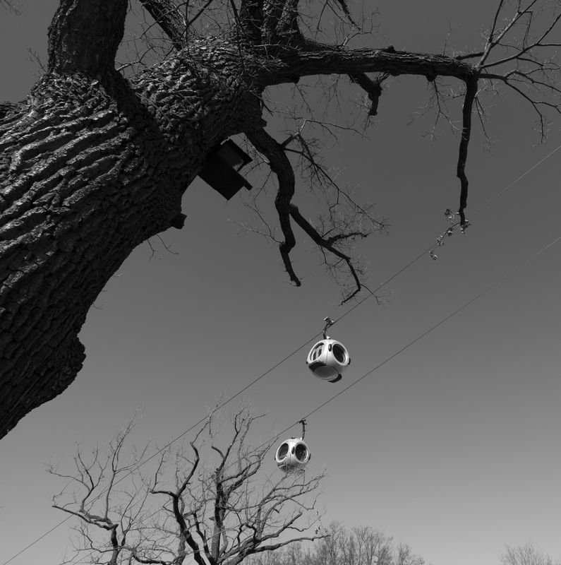 канатная дорога, ВДНХ, скворечник, кабинки, дерево, дуб Самодвижущиеся скворечникиphoto preview