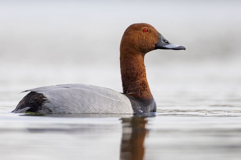 красноголовый нырок, птицы, утка Красноголовый нырокphoto preview