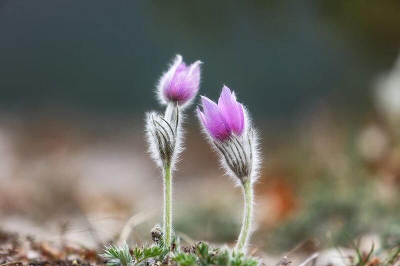 крым, горы, весна. Маленькие пушистые радости Челтер-Кая. Несломленные мартовскими ветрами и холодом. фото превью