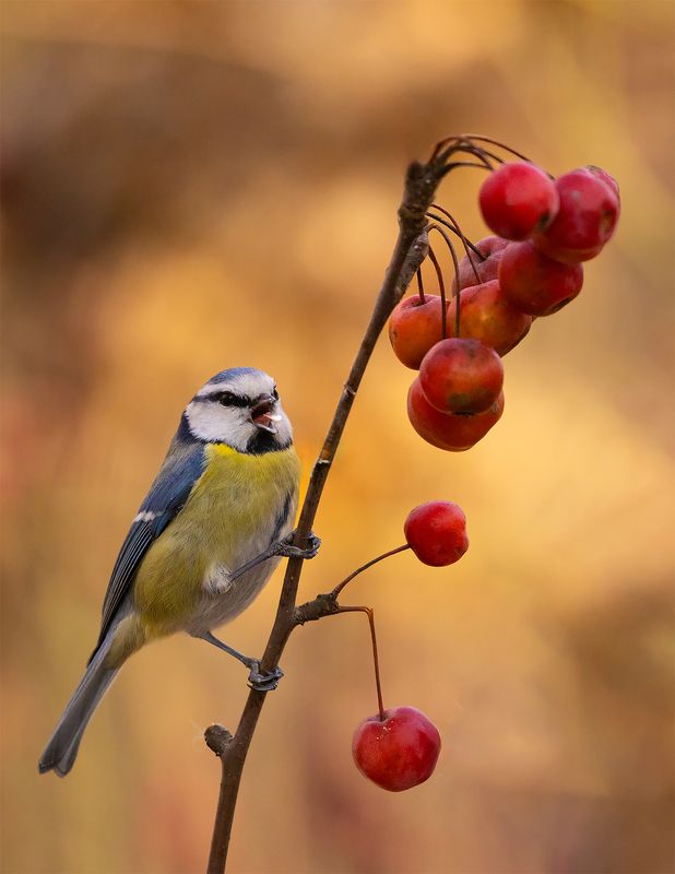 Titmousephoto preview