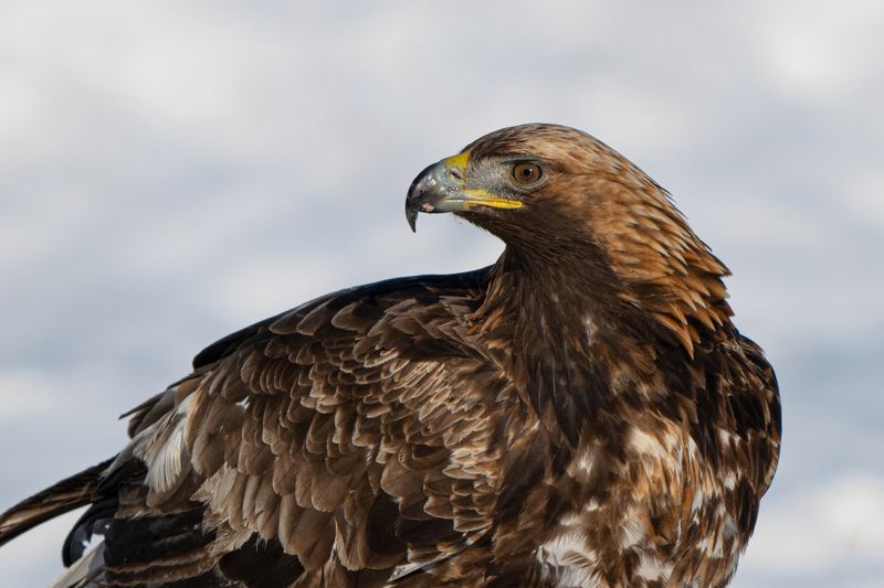 беркут, клюв, портрет, птица Хищникphoto preview