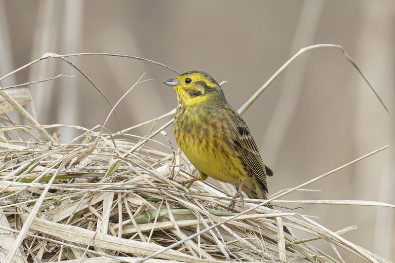 обыкновенная, овсянка Обыкновенная овсянкаphoto preview