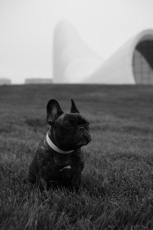 прогулка с собакойphoto preview