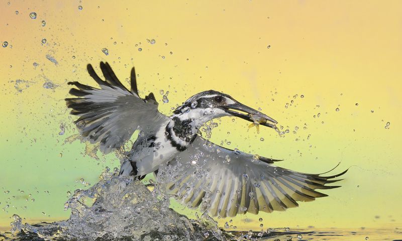 kingfisherphoto preview