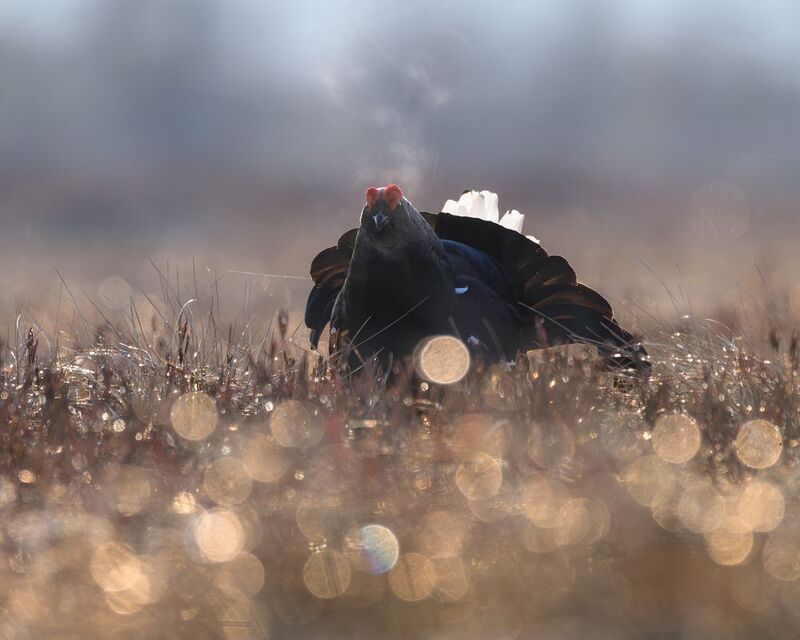 тетерев, ток, токование, птицы, фотоптиц, природа, весна, болото, лес, бердинг, бердвотчинг, фотоохота, birding, black grouse, countership display, birdwatching, wildlife Тетерев на токуphoto preview