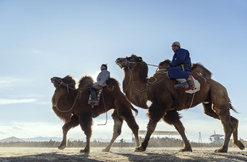 Mongolian camel winter festival Mongolian camel winter festivalphoto preview