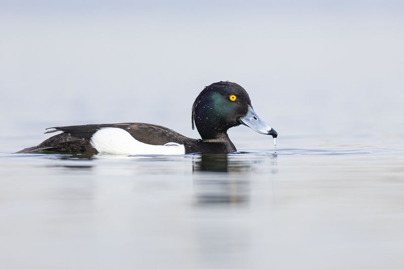 хохлатая чернеть, птицы, нырок Хохлатая чернетьphoto preview