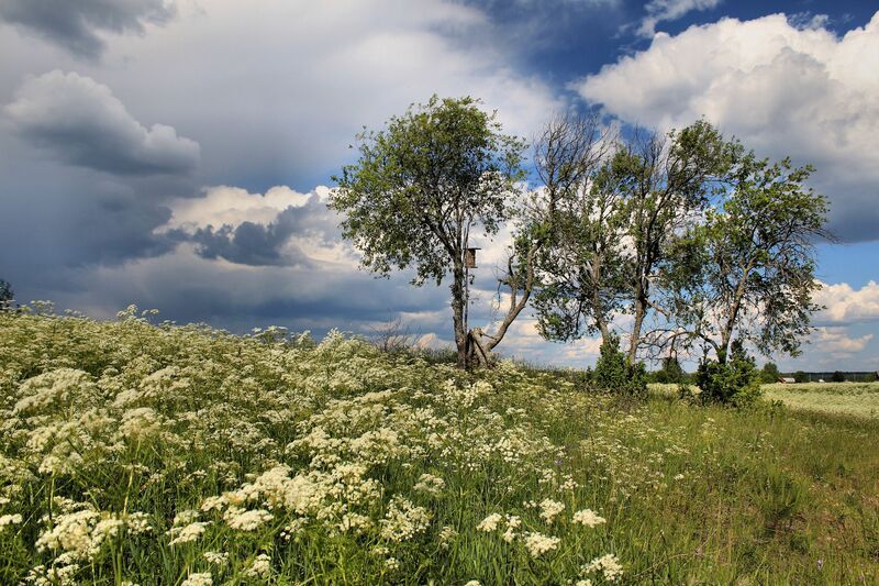береза, скворечник, лето, луг Скворечник фото превью