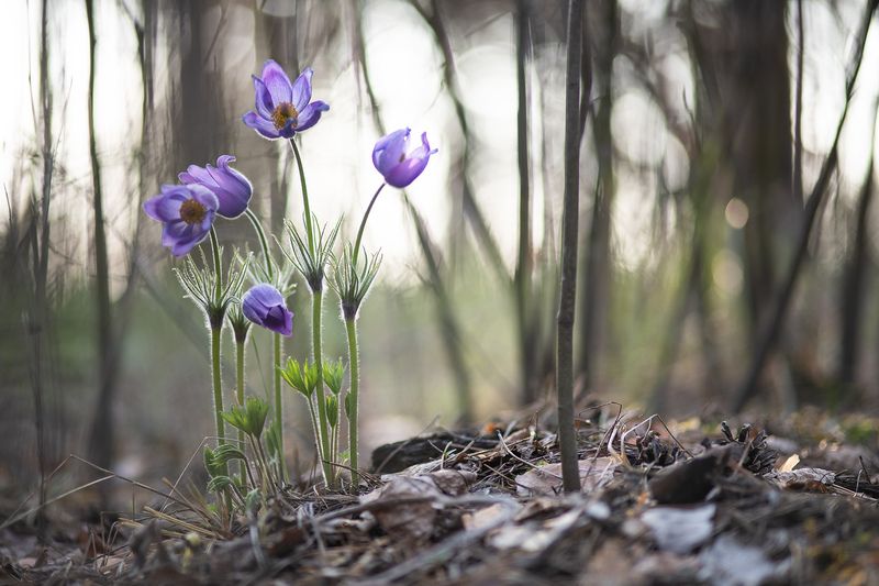 сон трава, россия, весна, апрель, воронеж, красота, nikon d 850, готические сны, carl zeiss makro-planar t* 100mm f/2 zf.2 Сны о чём то большем...photo preview