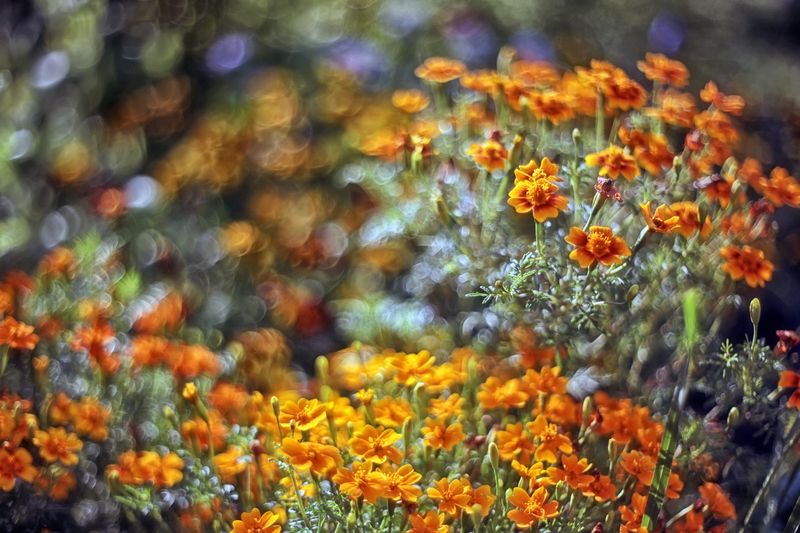 цветы, mayer-optik oreston 1.8/50 Фантазия цветов.. Бархатцыphoto preview