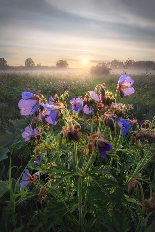 Летнее поле фото превью