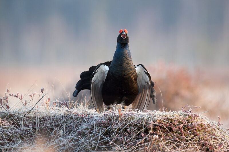тетерев, grouse, fight, nature, bird, birdwatching, битва, ток, природа, птицы, Ярославль, крылья, взмах, полет, крики, wings, flight Токphoto preview