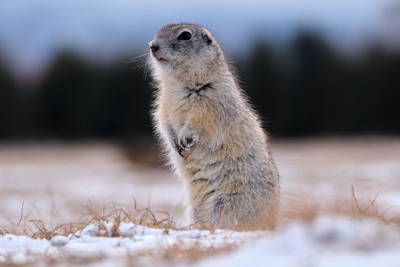 суслики Сусликиphoto preview