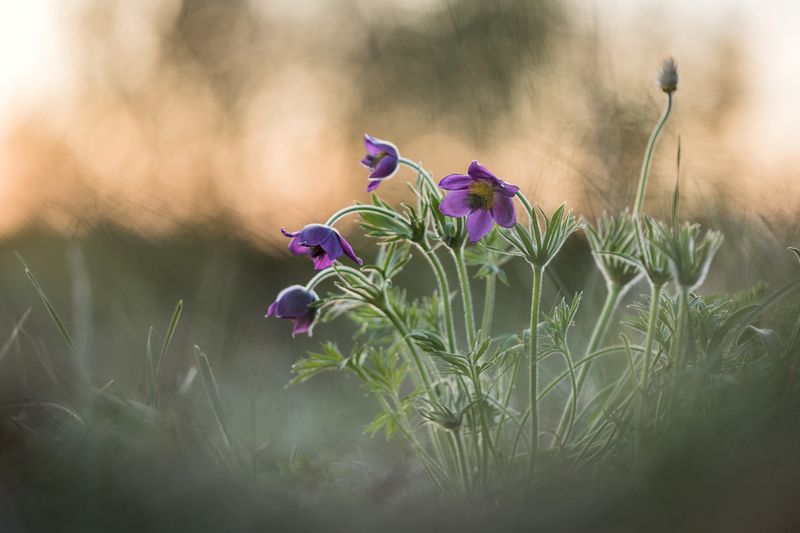 Степные сныphoto preview