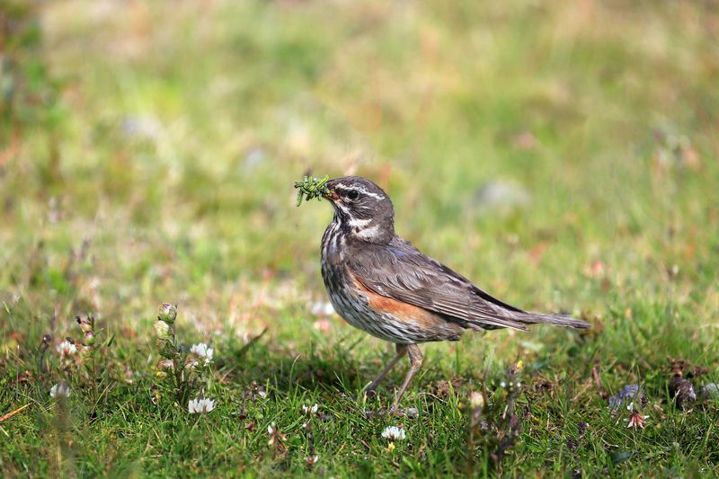 птица, bird Добыча фото превью